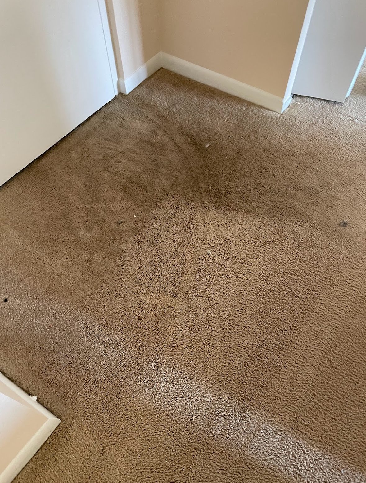 Refreshing Carpet Cleaning Services in Arlington, VA